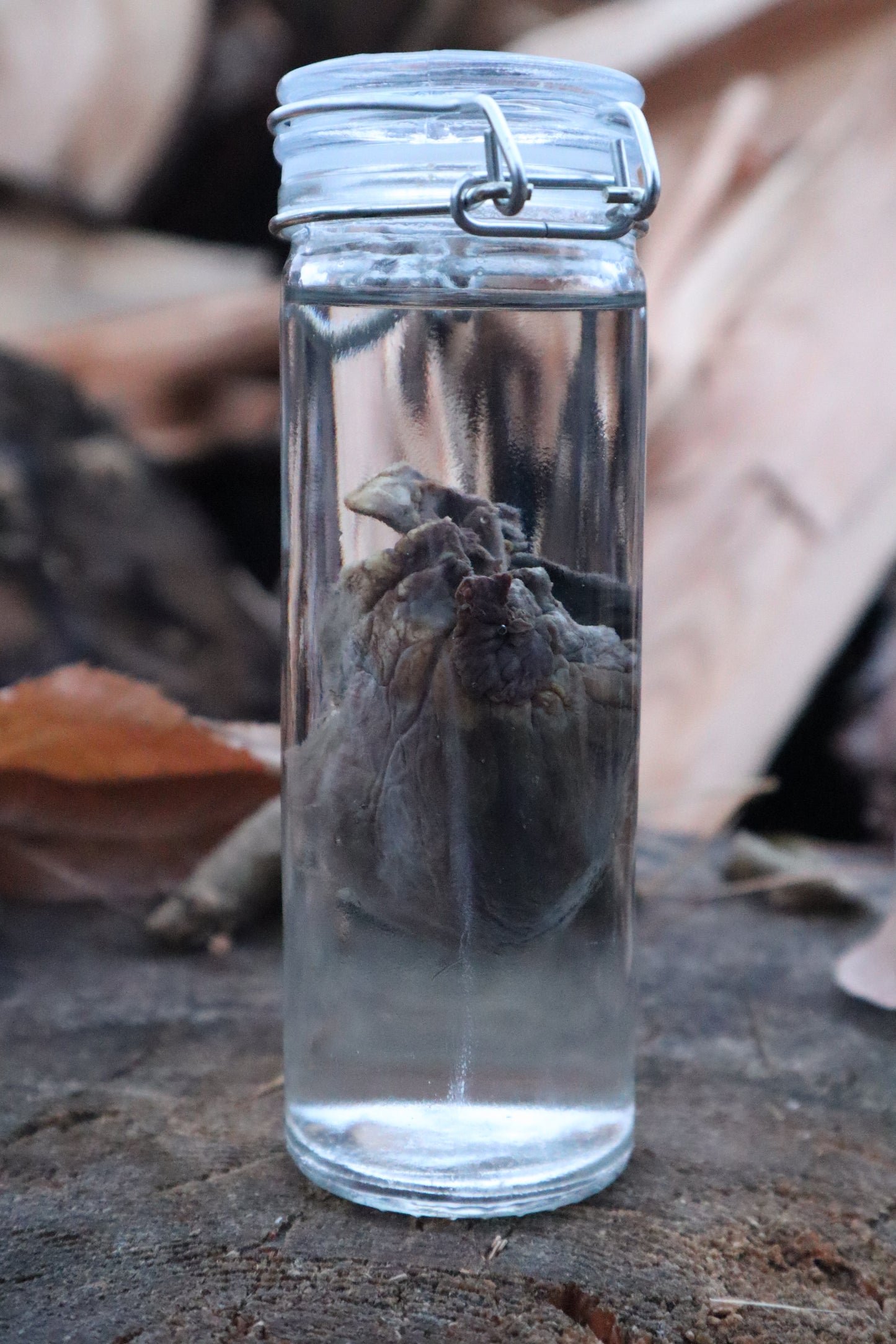 Bobcat Heart Wet Specimen
