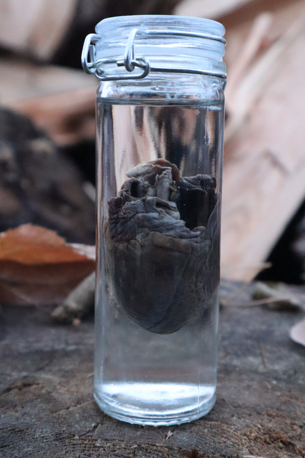 Bobcat Heart Wet Specimen