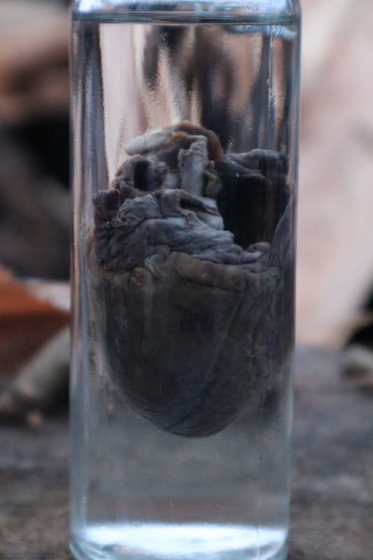 Bobcat Heart Wet Specimen