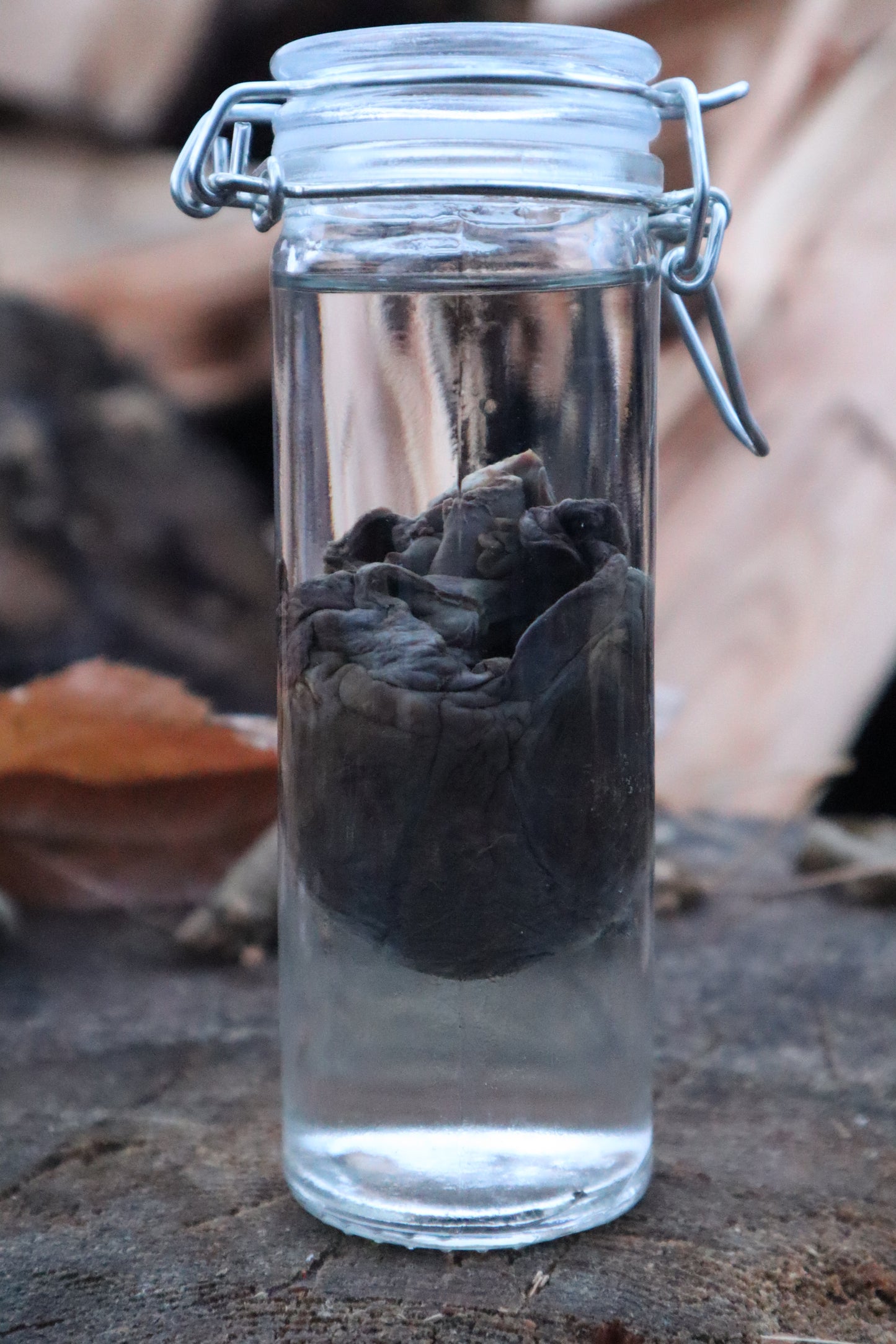Bobcat Heart Wet Specimen