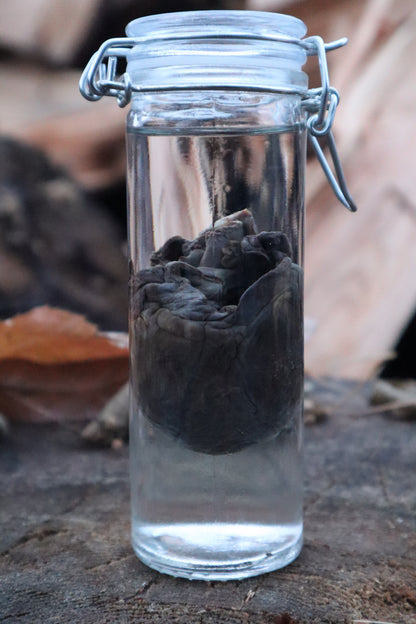 Bobcat Heart Wet Specimen