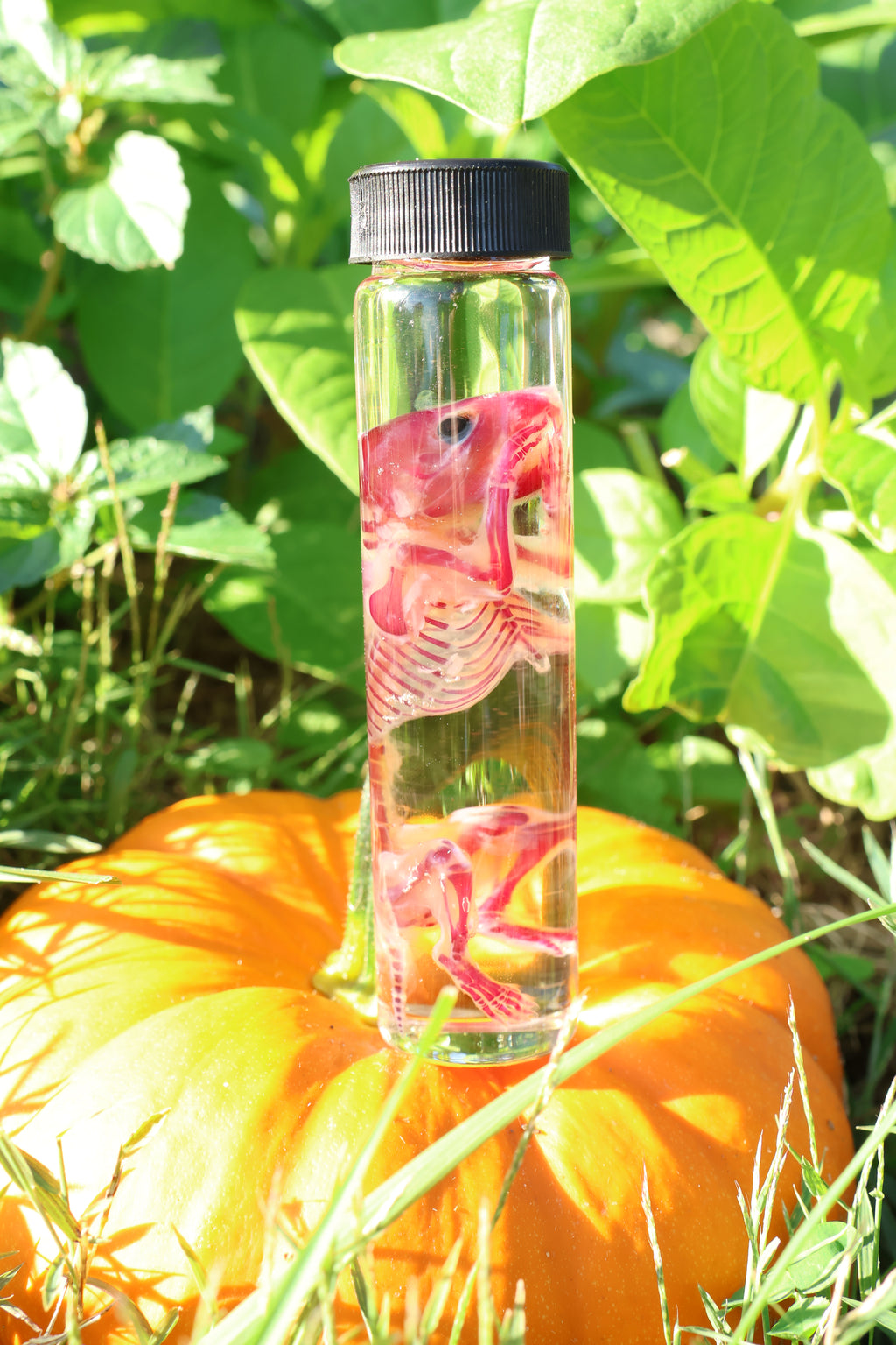 Diaphonized Hamster