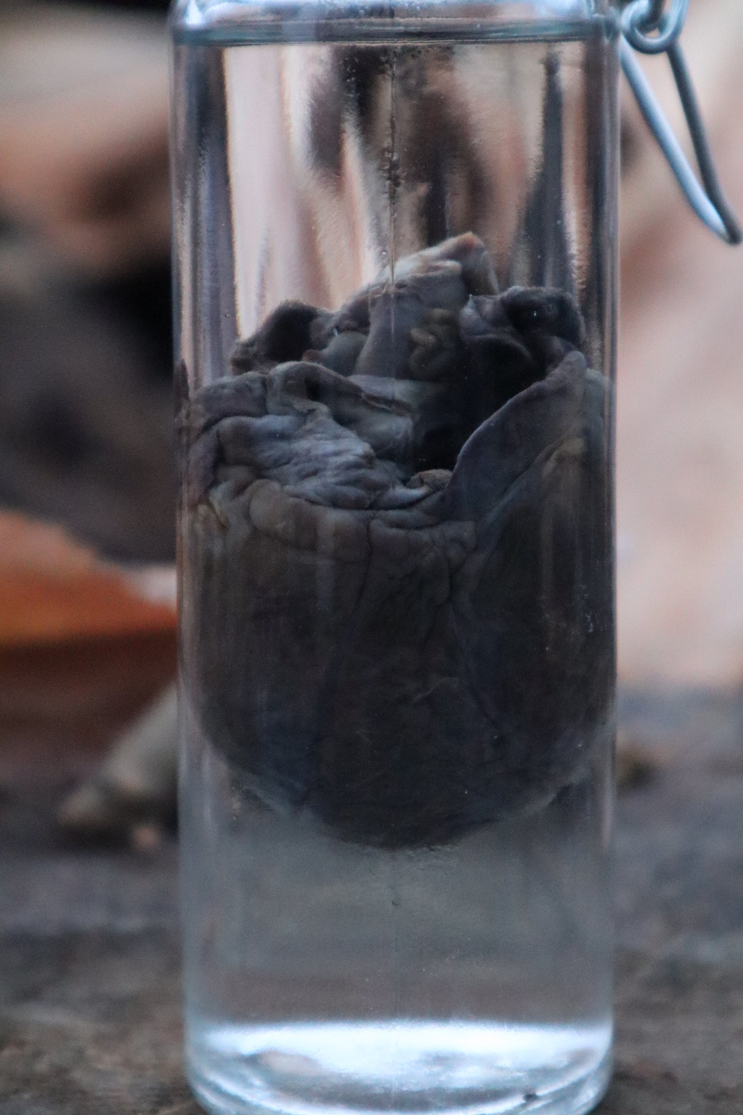 Bobcat Heart Wet Specimen