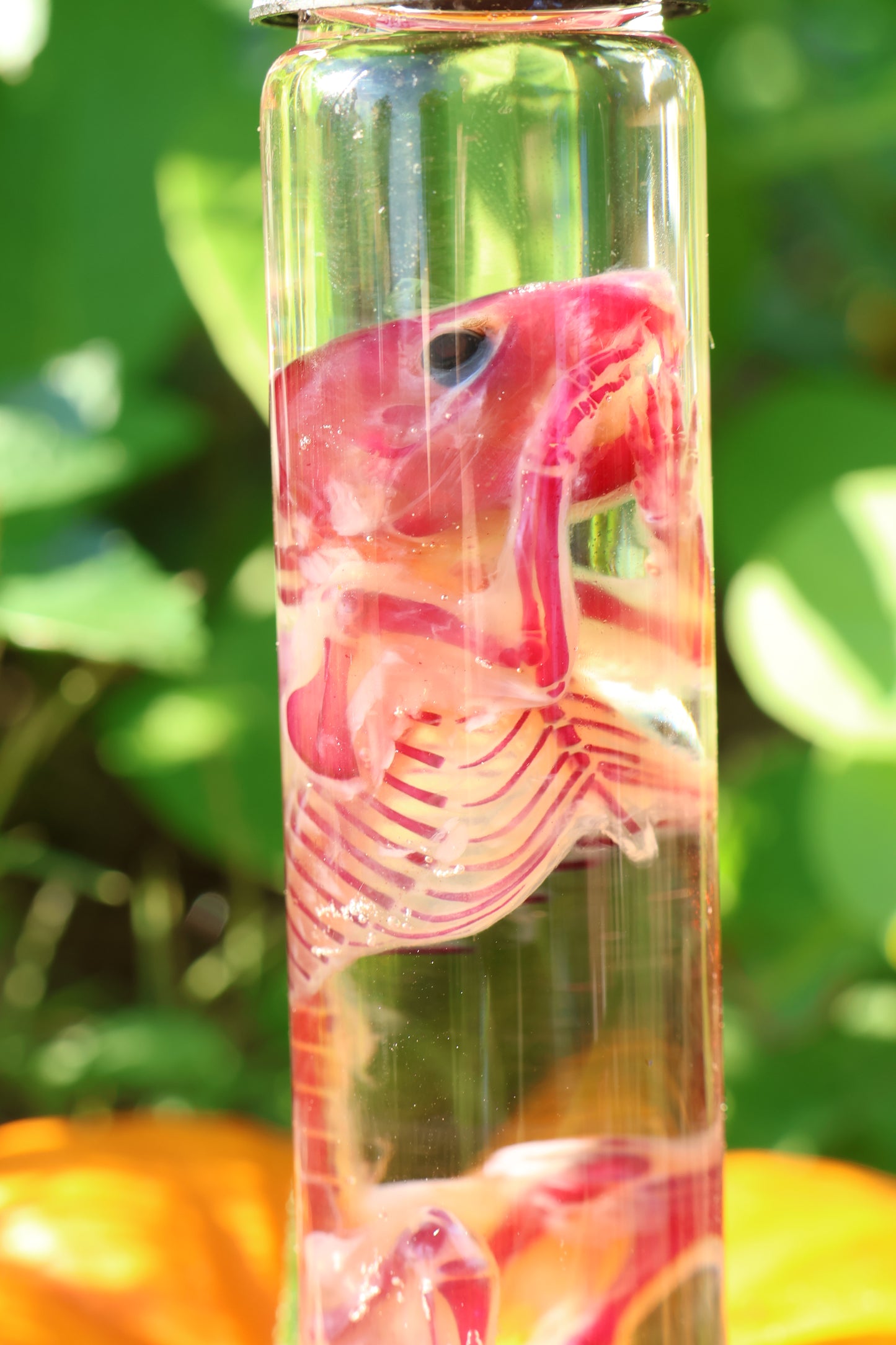 Diaphonized Hamster