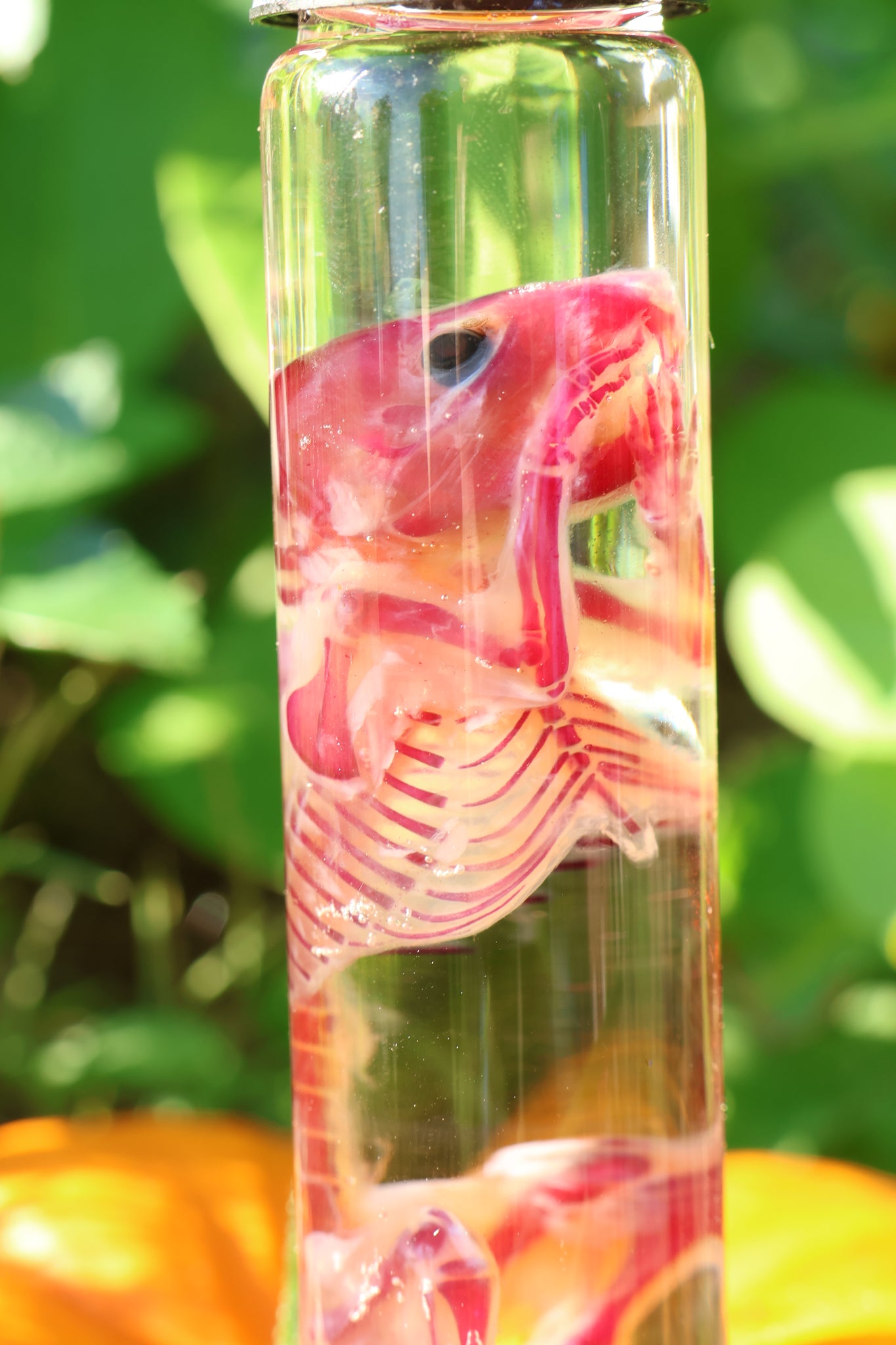 Diaphonized Hamster