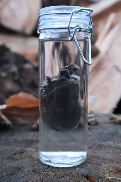 Bobcat Heart Wet Specimen