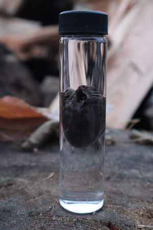 Mink Heart Wet Specimen