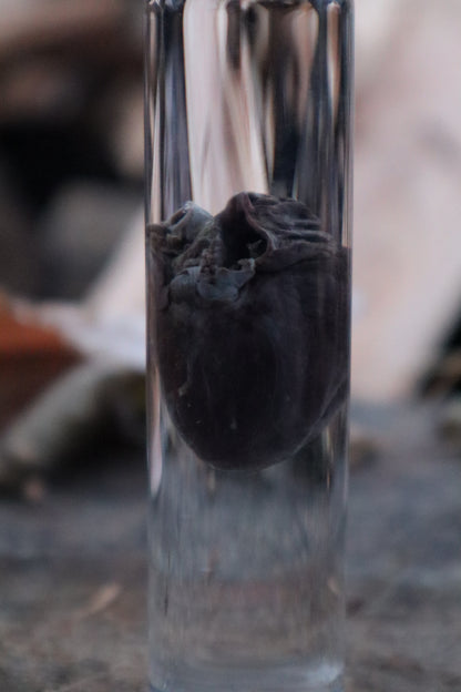 Mink Heart Wet Specimen