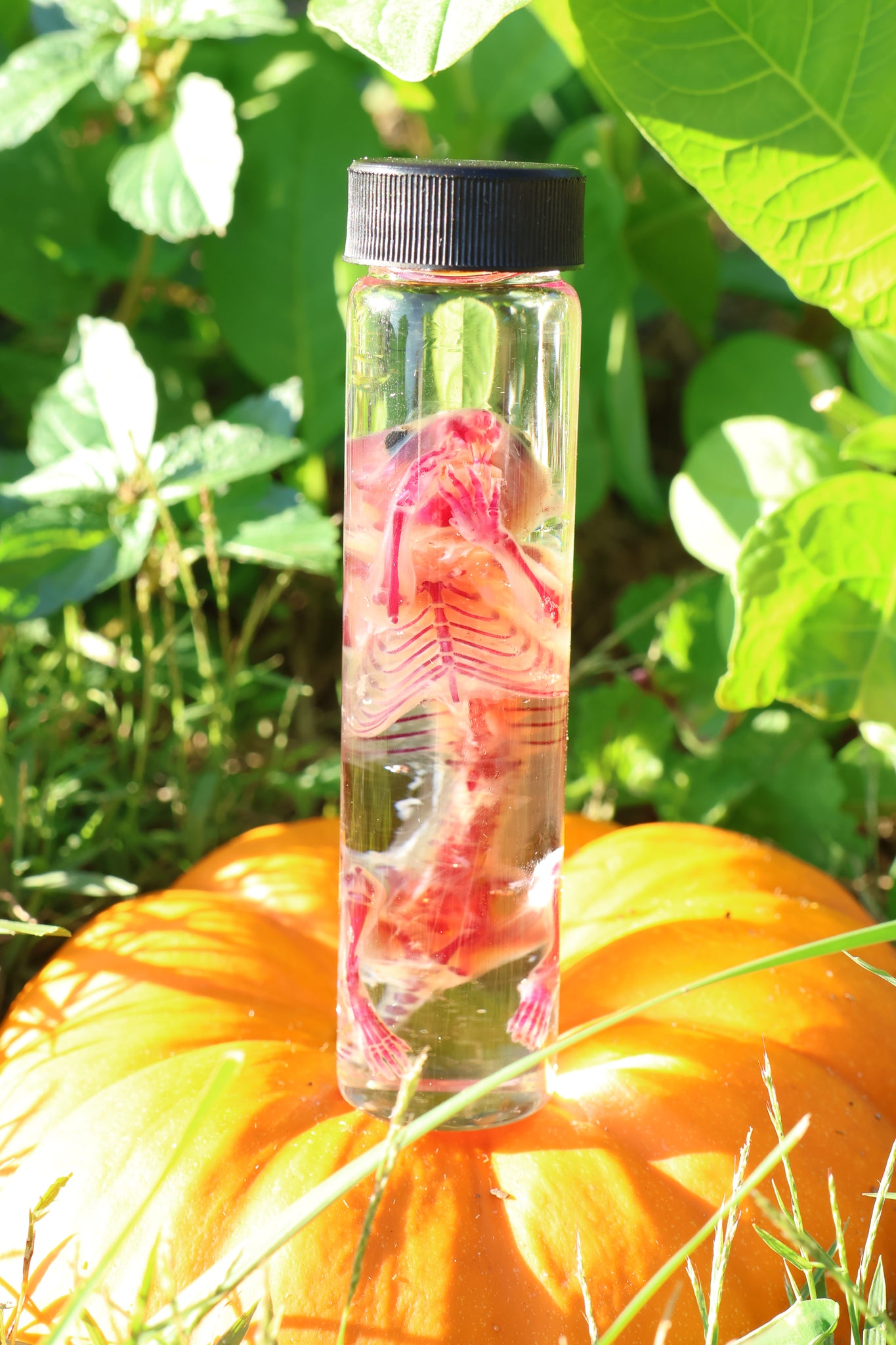 Diaphonized Hamster
