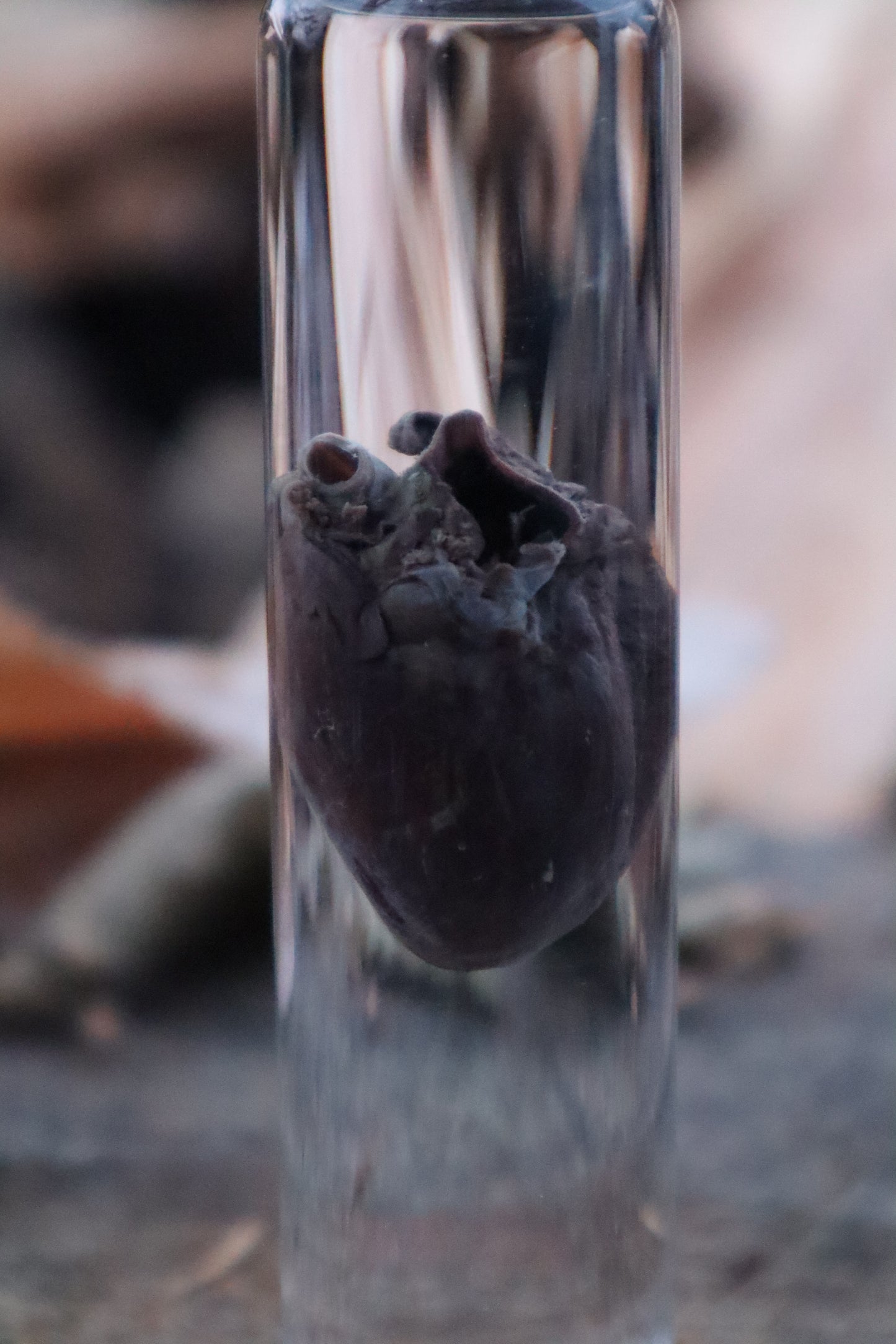 Mink Heart Wet Specimen