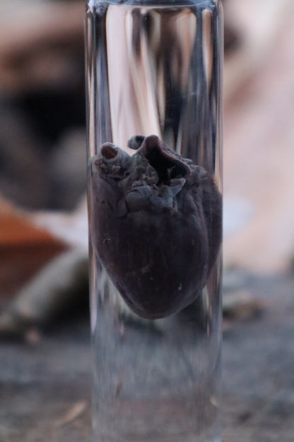 Mink Heart Wet Specimen