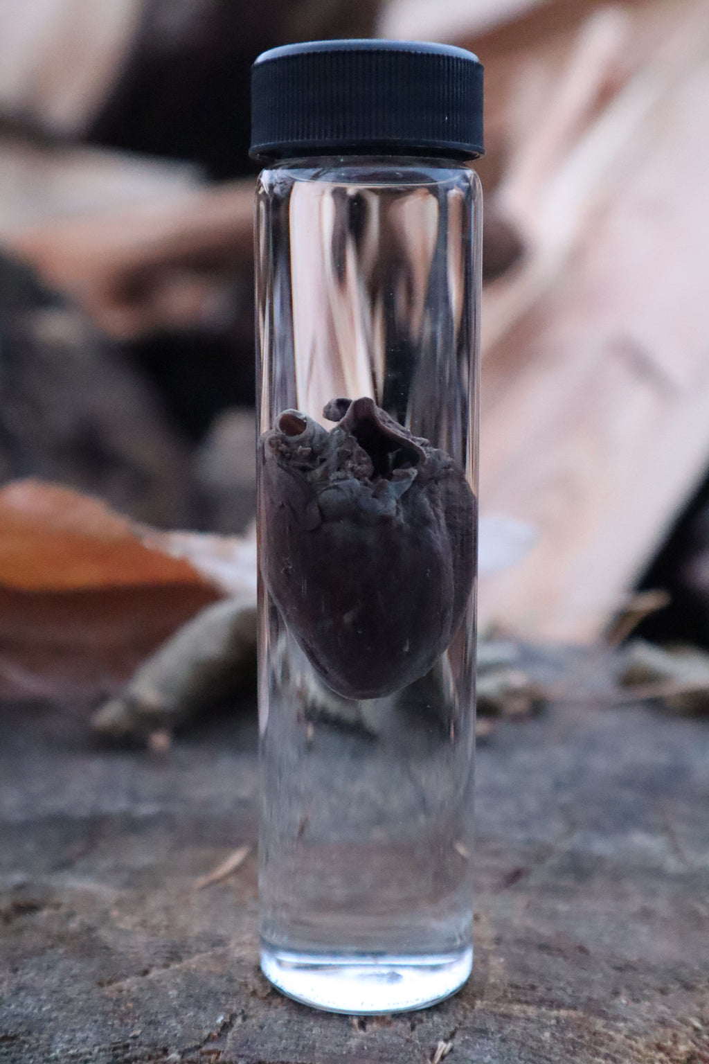 Mink Heart Wet Specimen