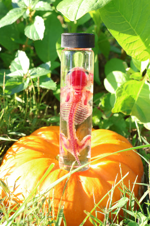 Diaphonized Hamster