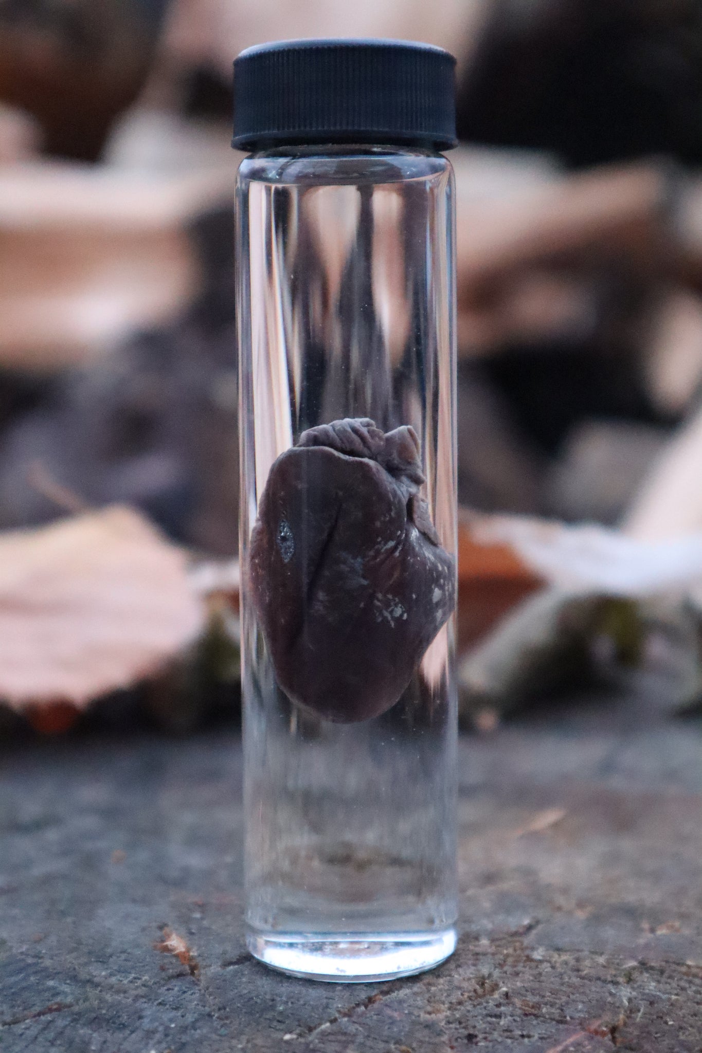 Mink Heart Wet Specimen