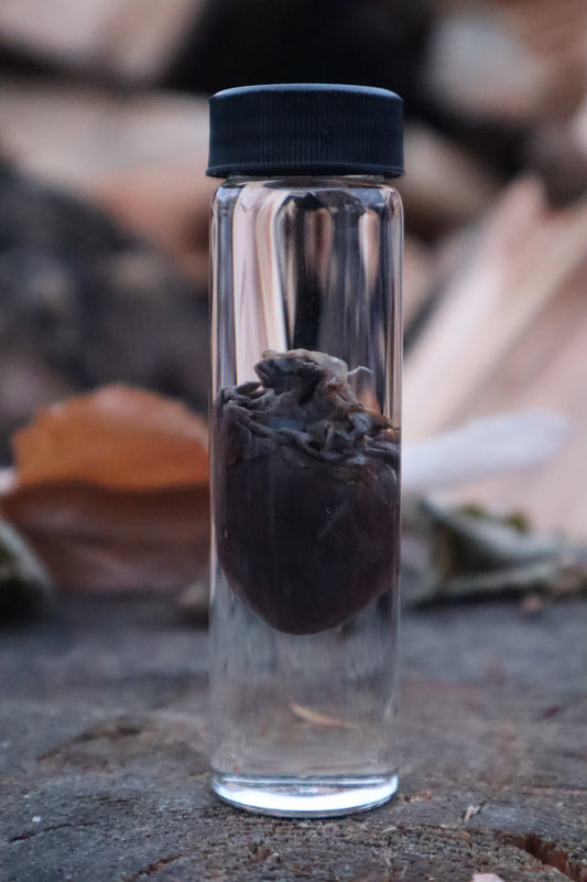 Mink Heart Wet Specimen