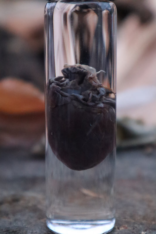 Mink Heart Wet Specimen