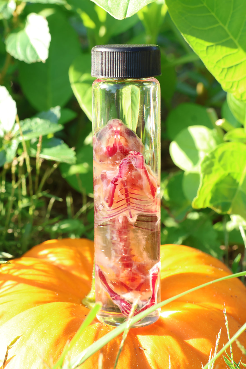 Diaphonized Hamster