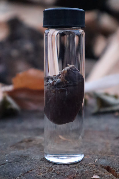 Mink Heart Wet Specimen