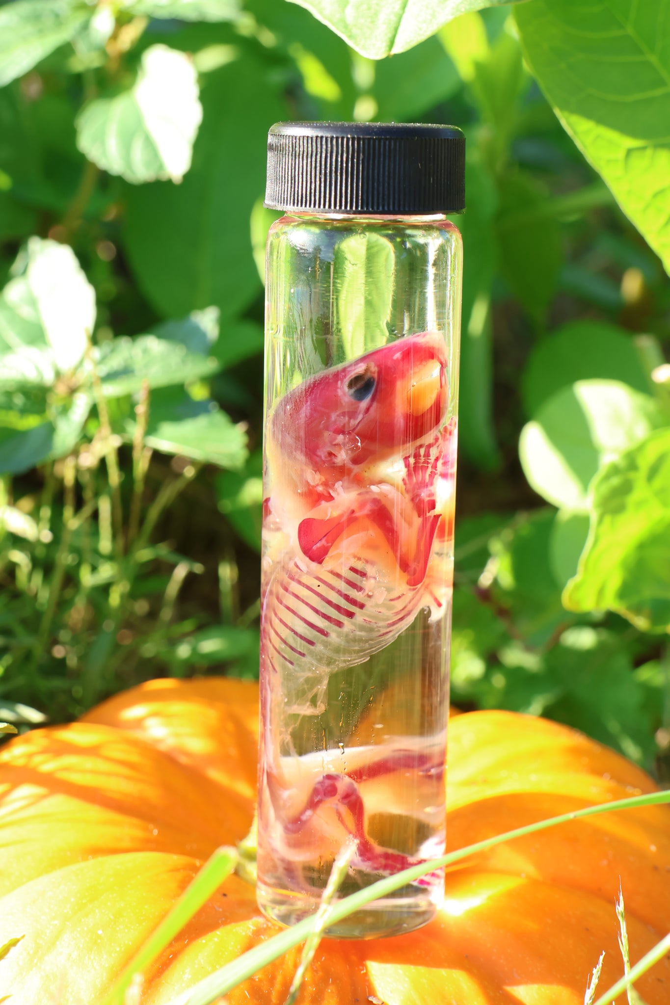 Diaphonized Hamster