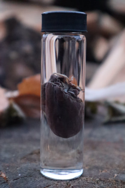 Mink Heart Wet Specimen