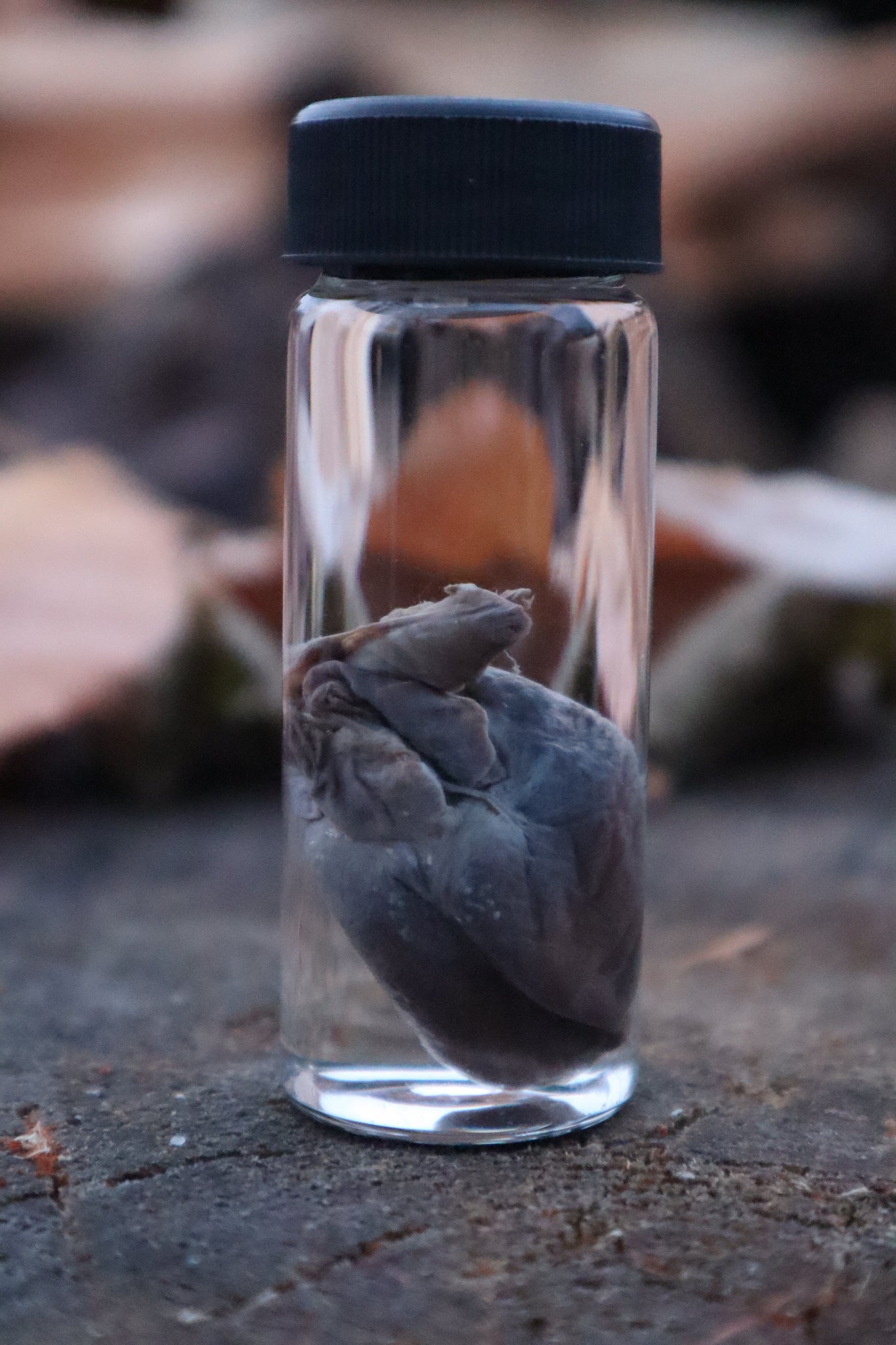 Opossum Heart Wet Specimen