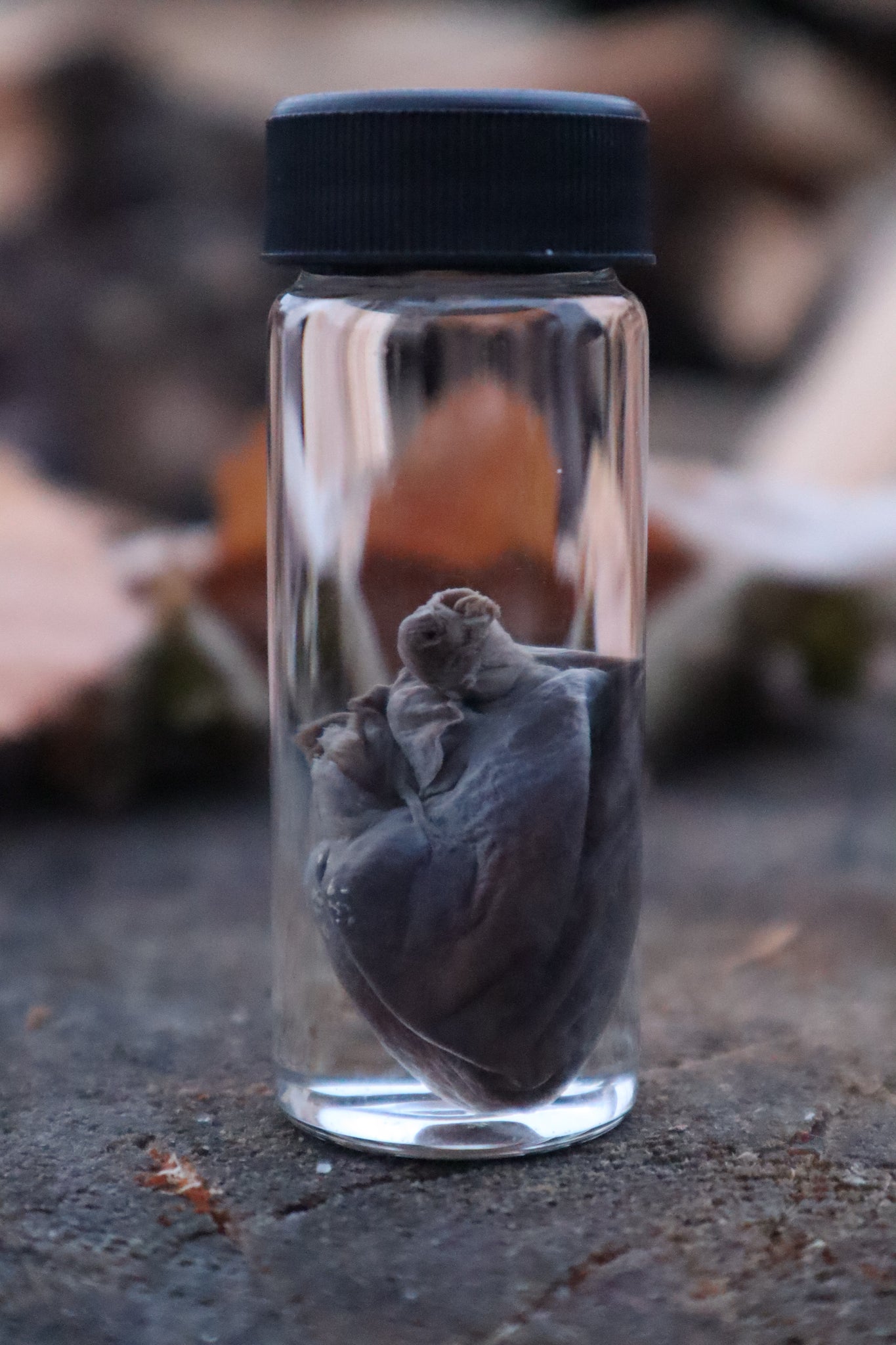 Opossum Heart Wet Specimen