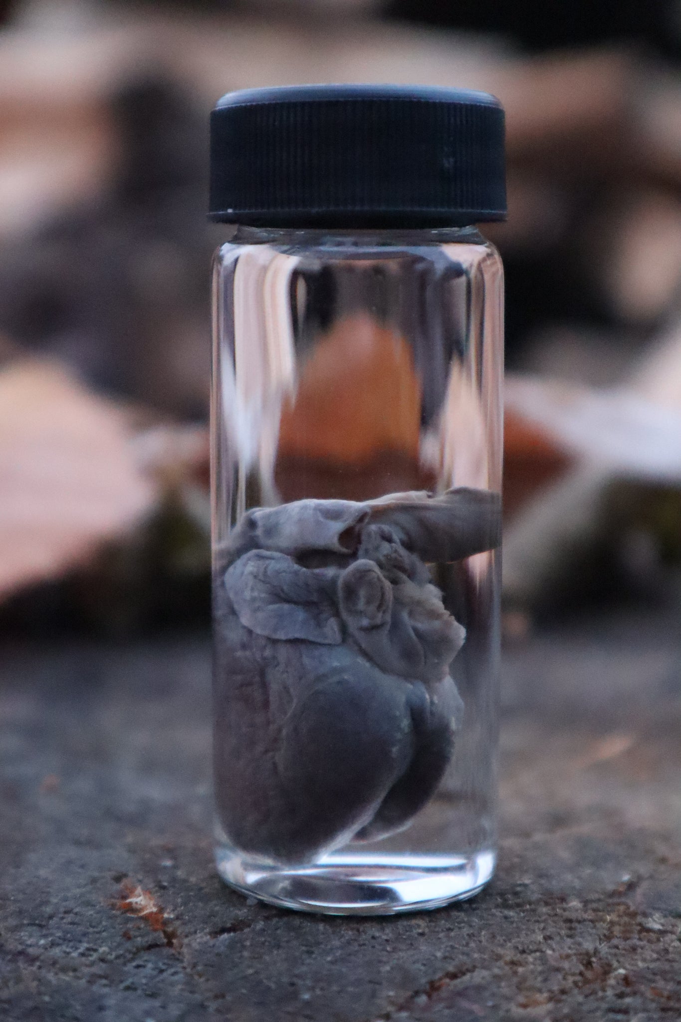 Opossum Heart Wet Specimen