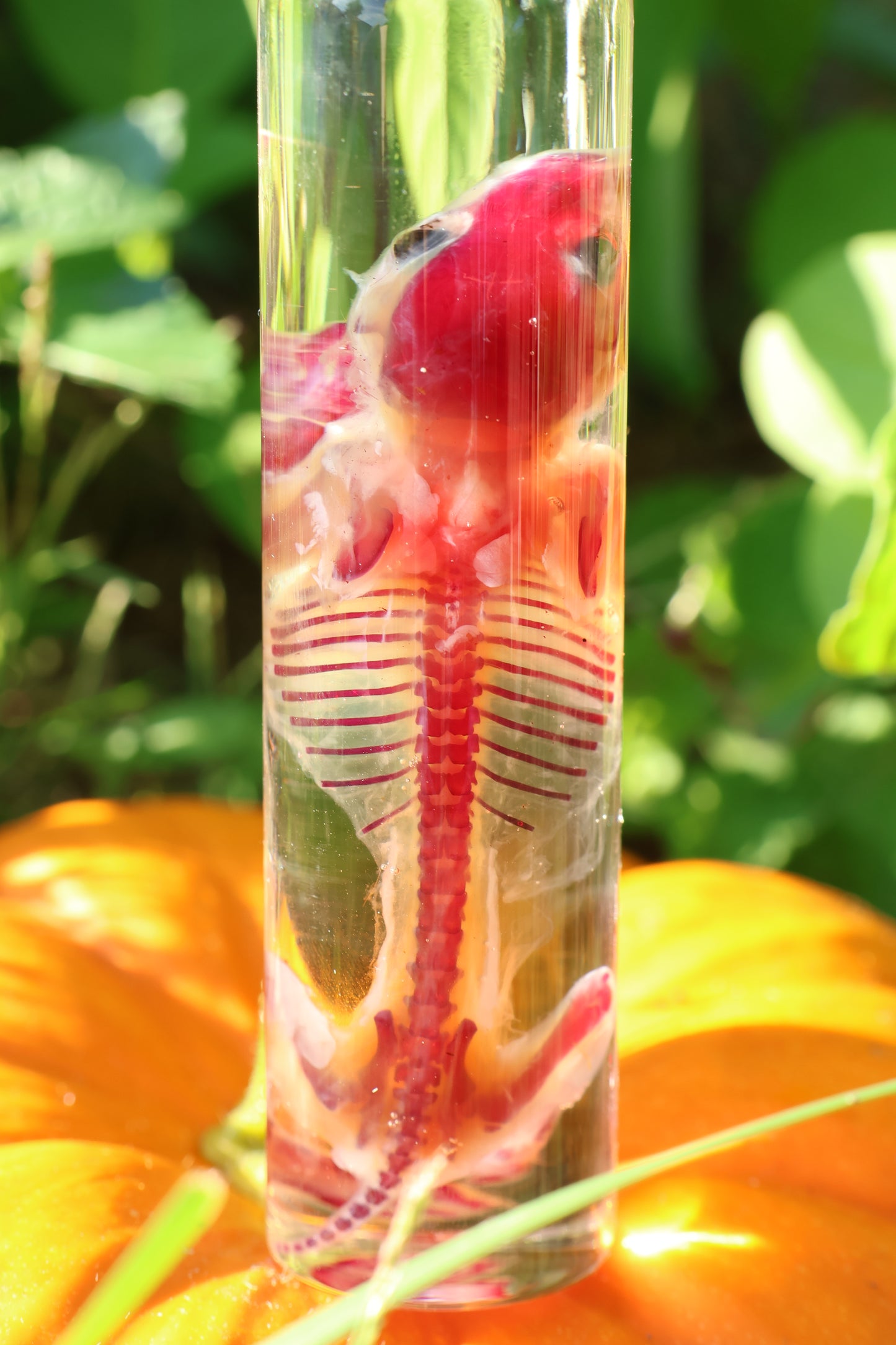 Diaphonized Hamster