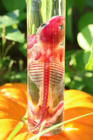 Diaphonized Hamster