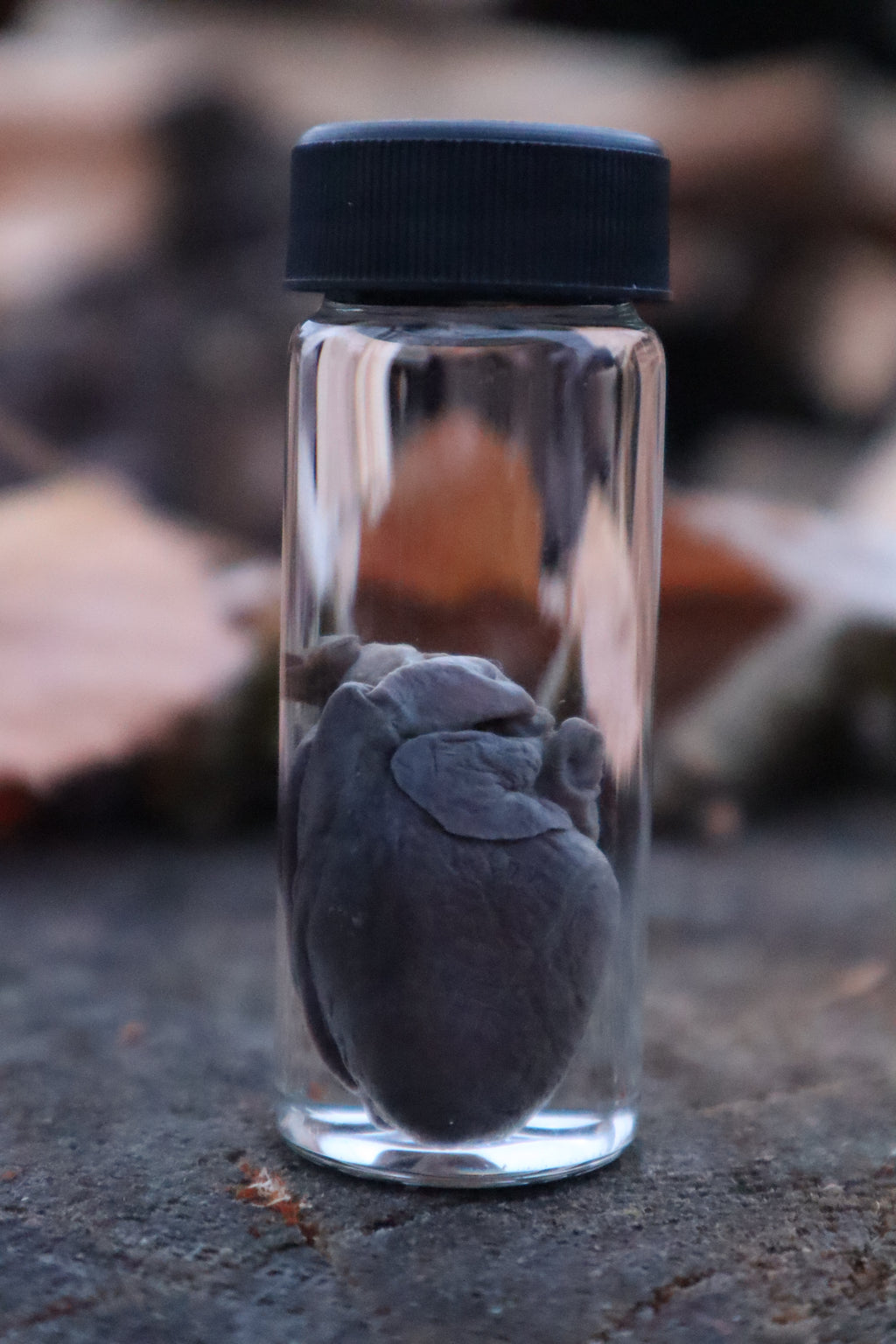 Opossum Heart Wet Specimen