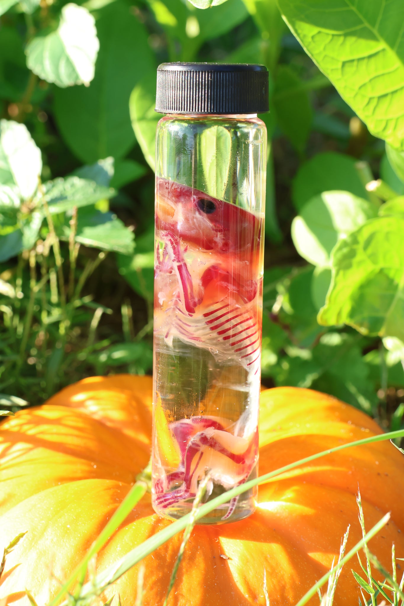 Diaphonized Hamster