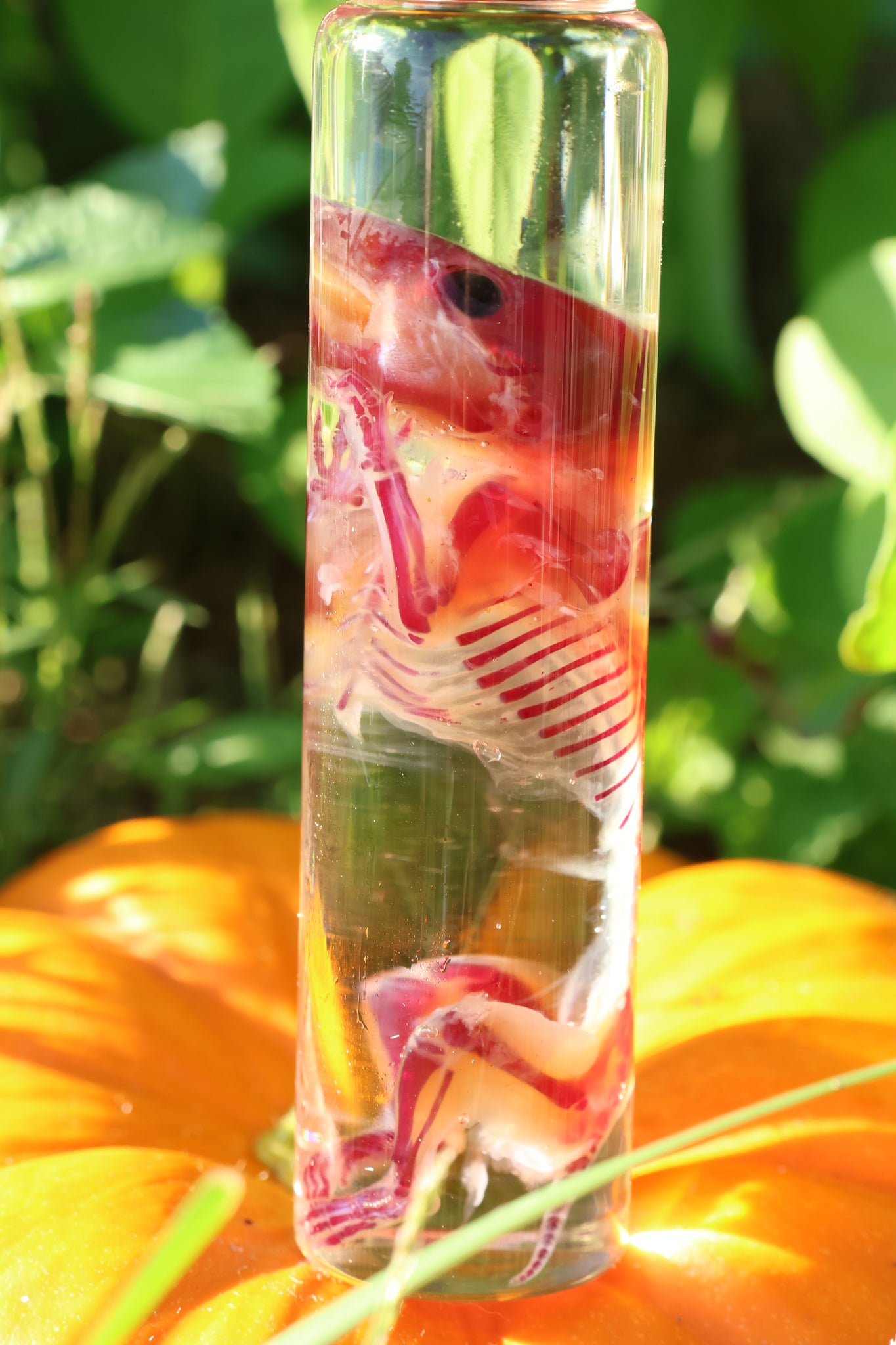 Diaphonized Hamster