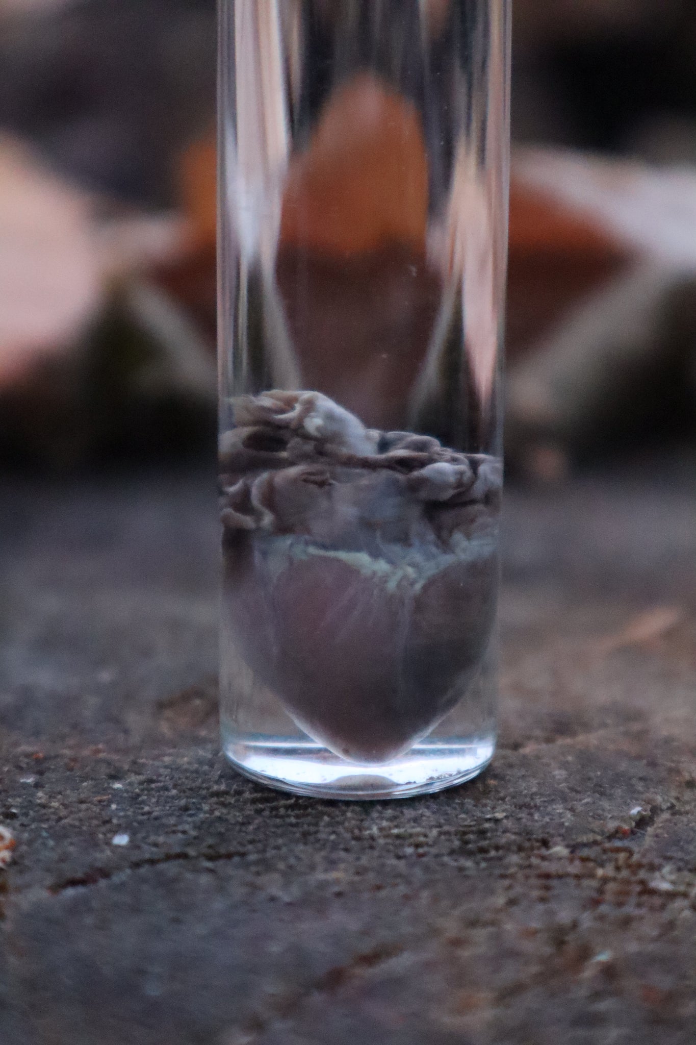 Kitten Heart Wet Specimen