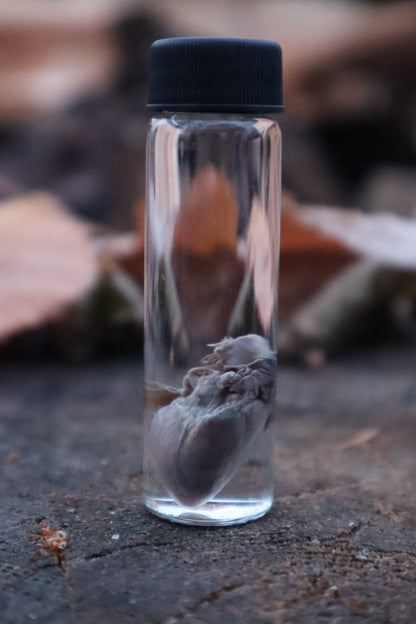 Kitten Heart Wet Specimen