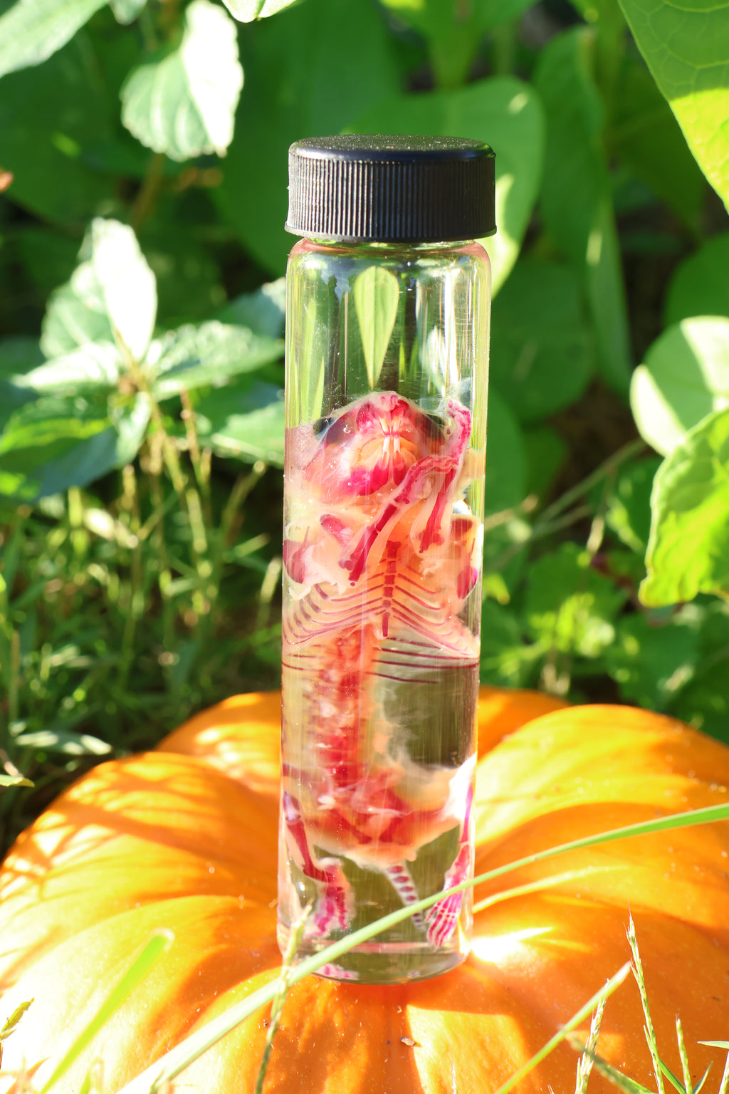 Diaphonized Hamster