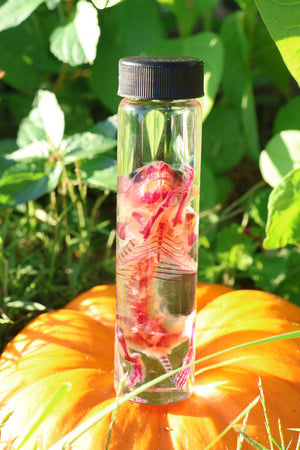 Diaphonized Hamster