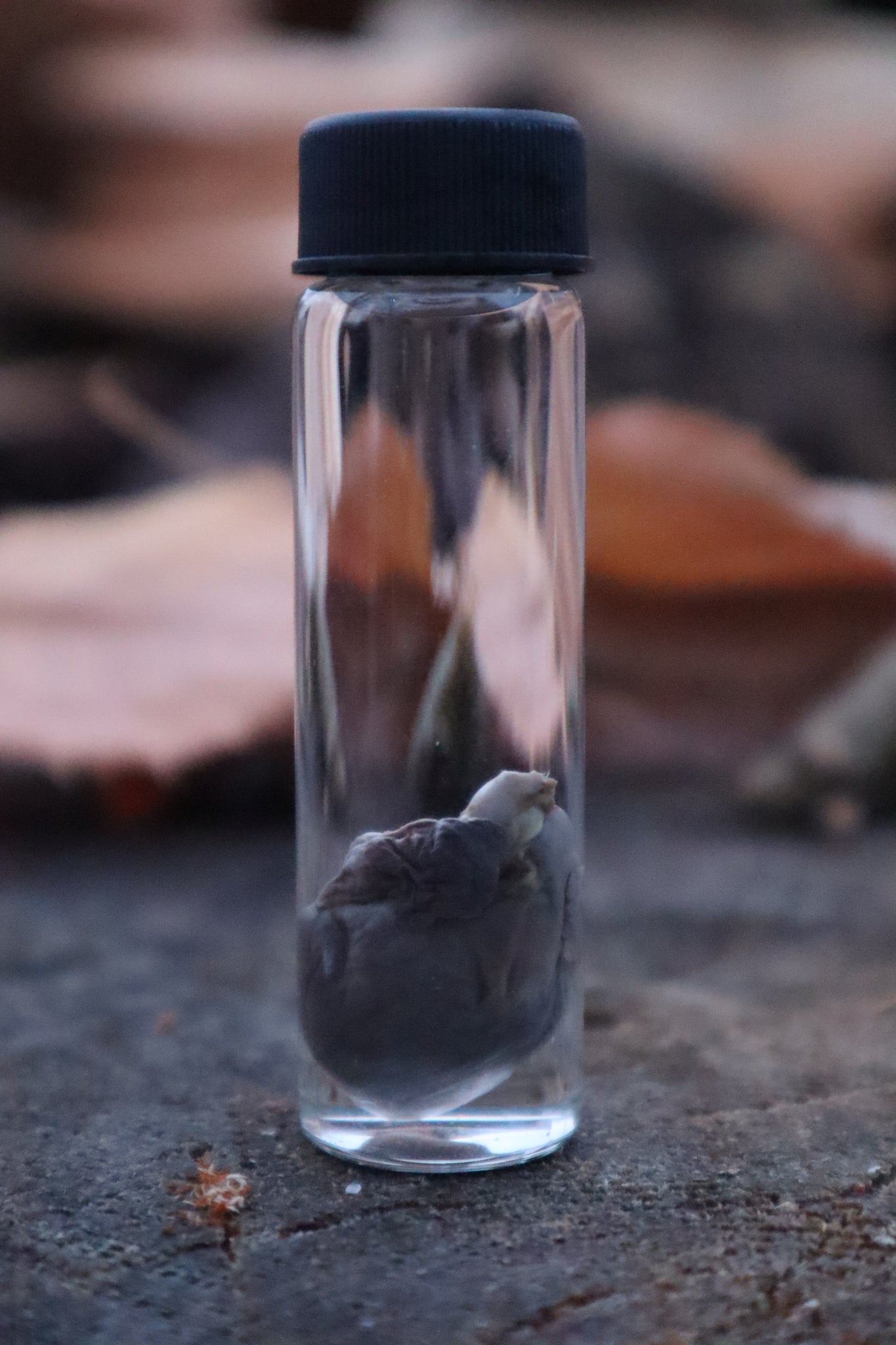 Kitten Heart Wet Specimen