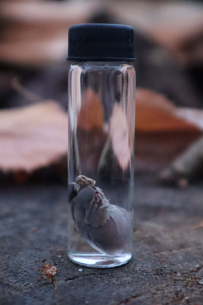 Kitten Heart Wet Specimen