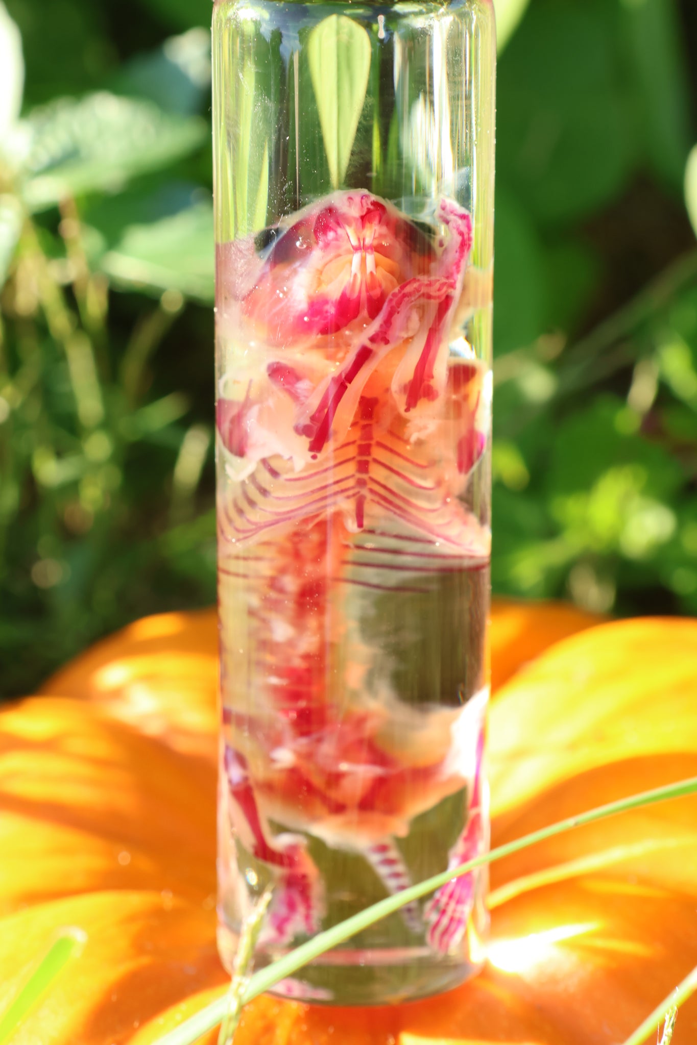 Diaphonized Hamster