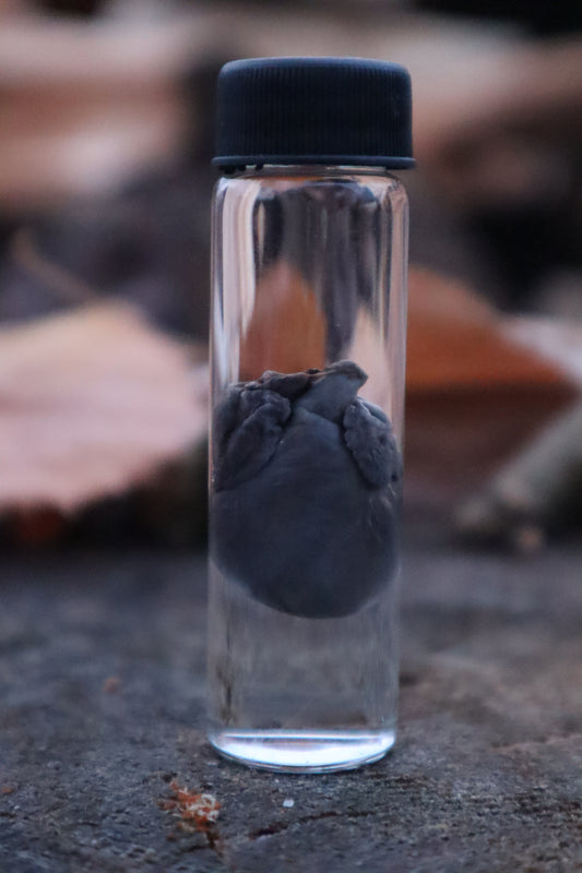 Kitten Heart Wet Specimen