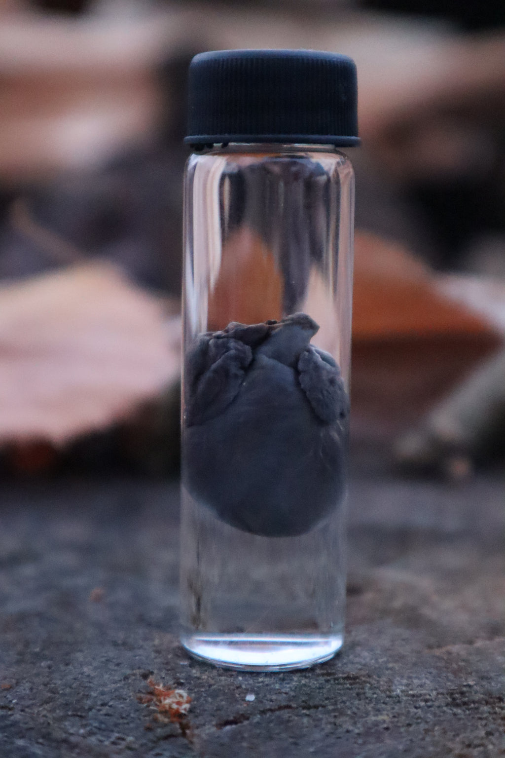 Kitten Heart Wet Specimen