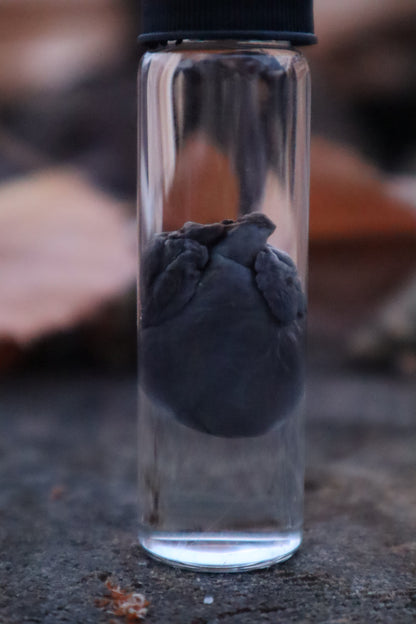 Kitten Heart Wet Specimen