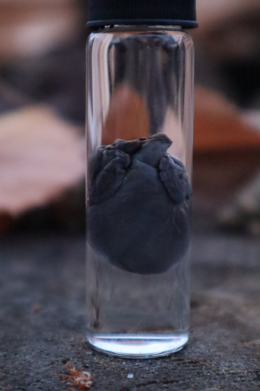 Kitten Heart Wet Specimen