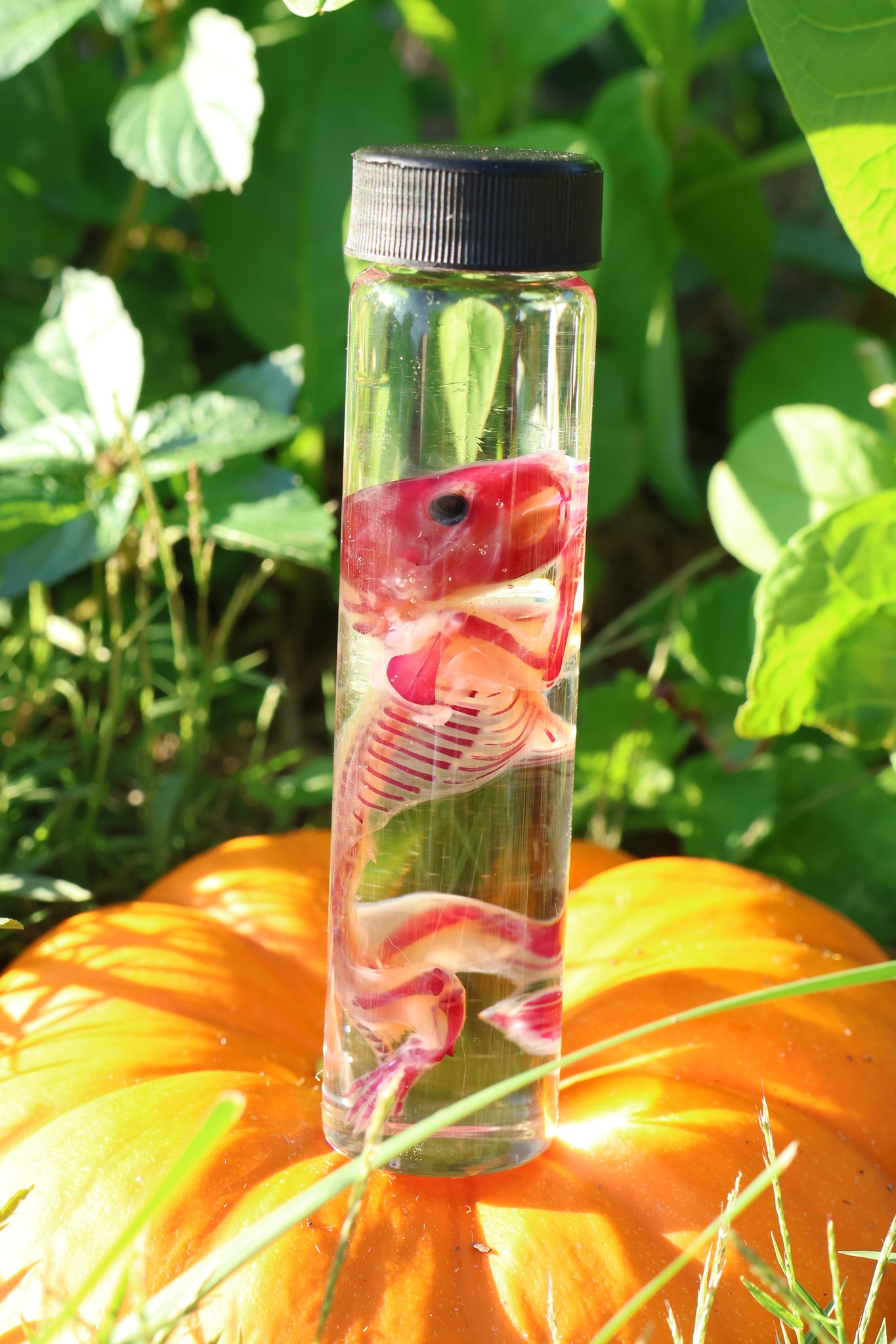 Diaphonized Hamster