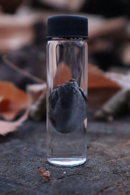 Kitten Heart Wet Specimen