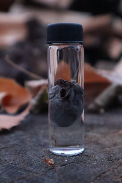 Kitten Heart Wet Specimen