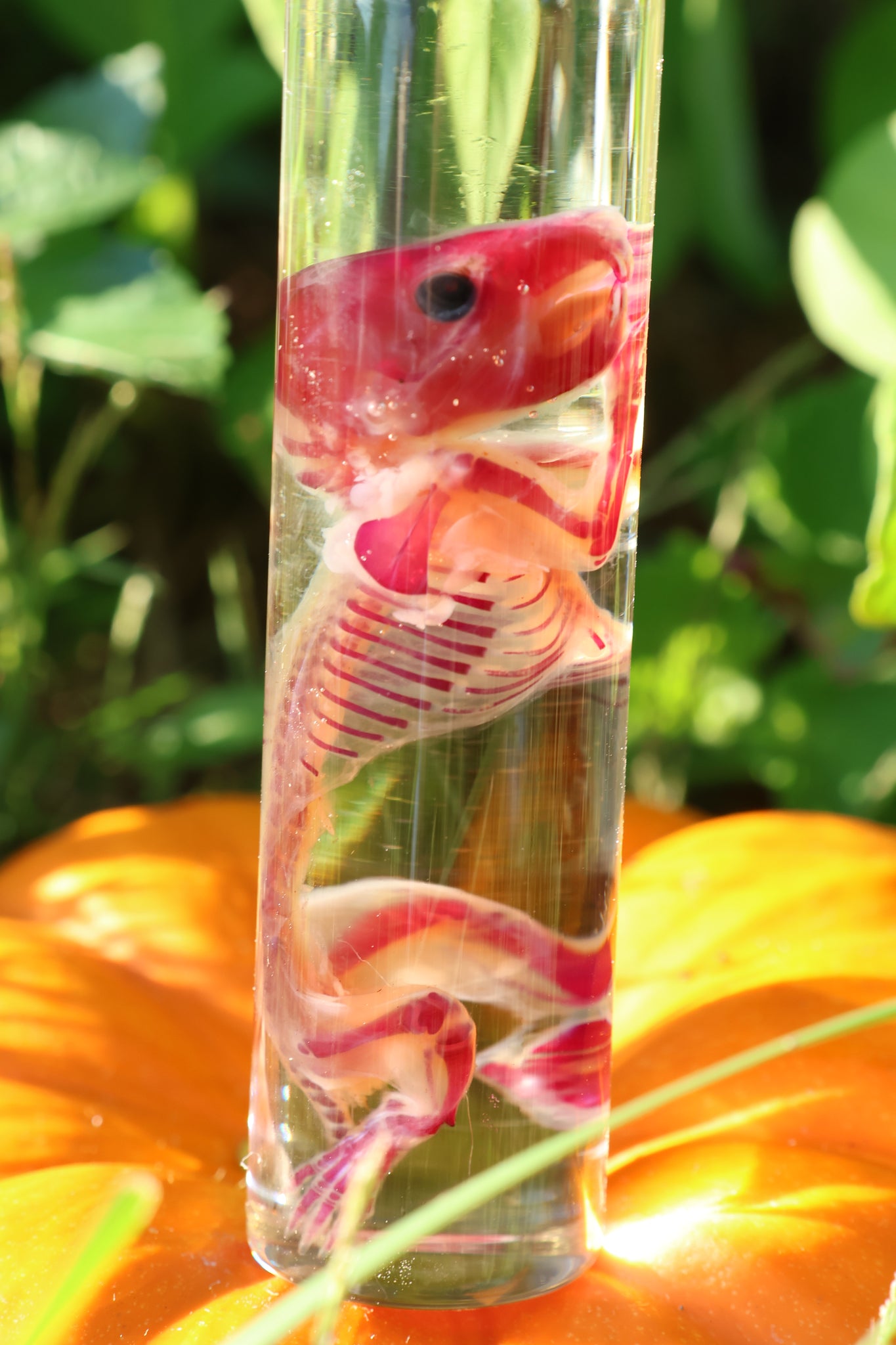 Diaphonized Hamster