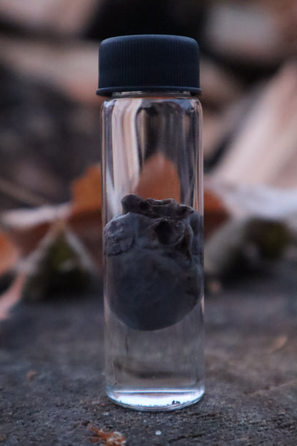 Kitten Heart Wet Specimen