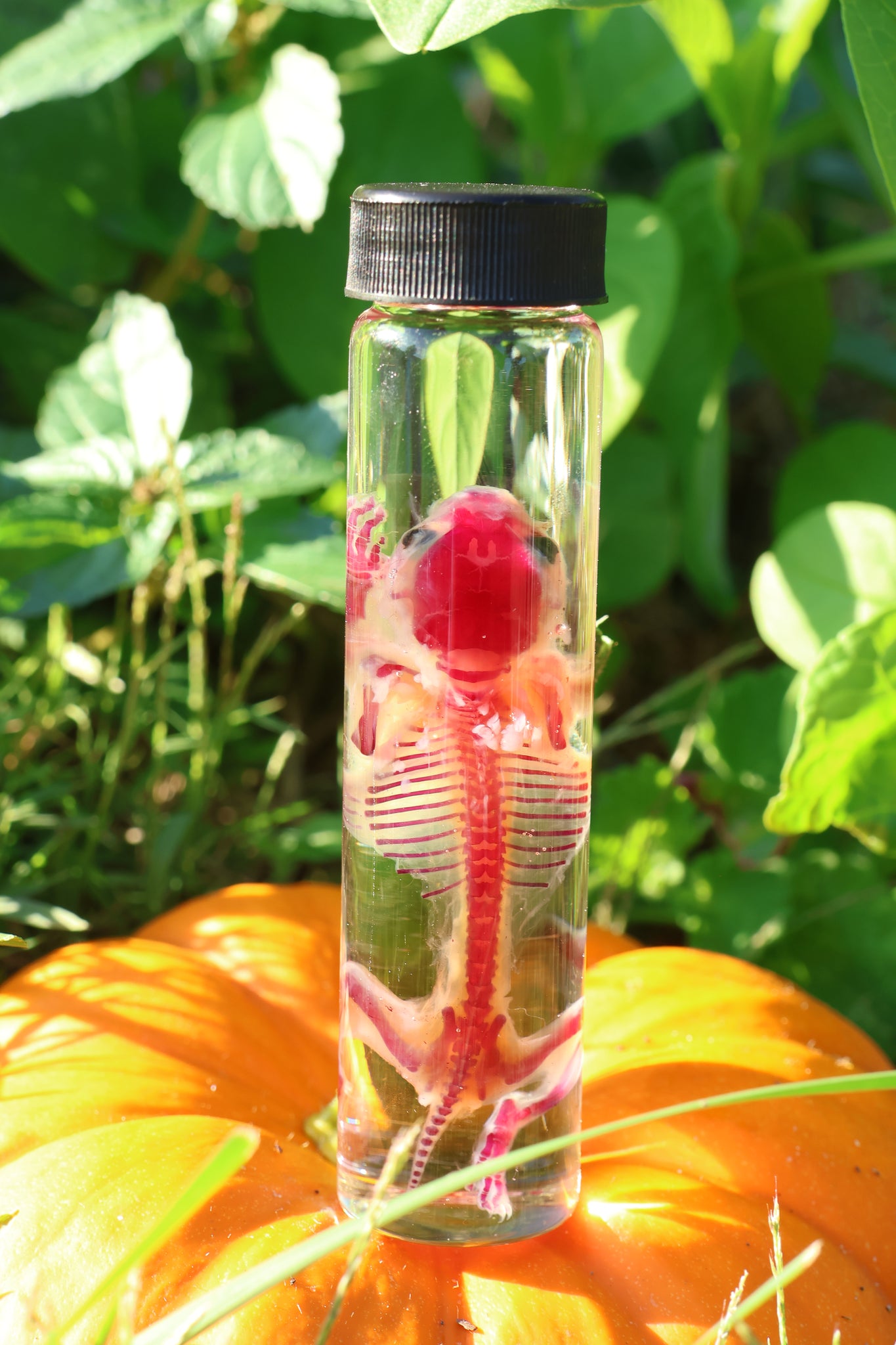 Diaphonized Hamster