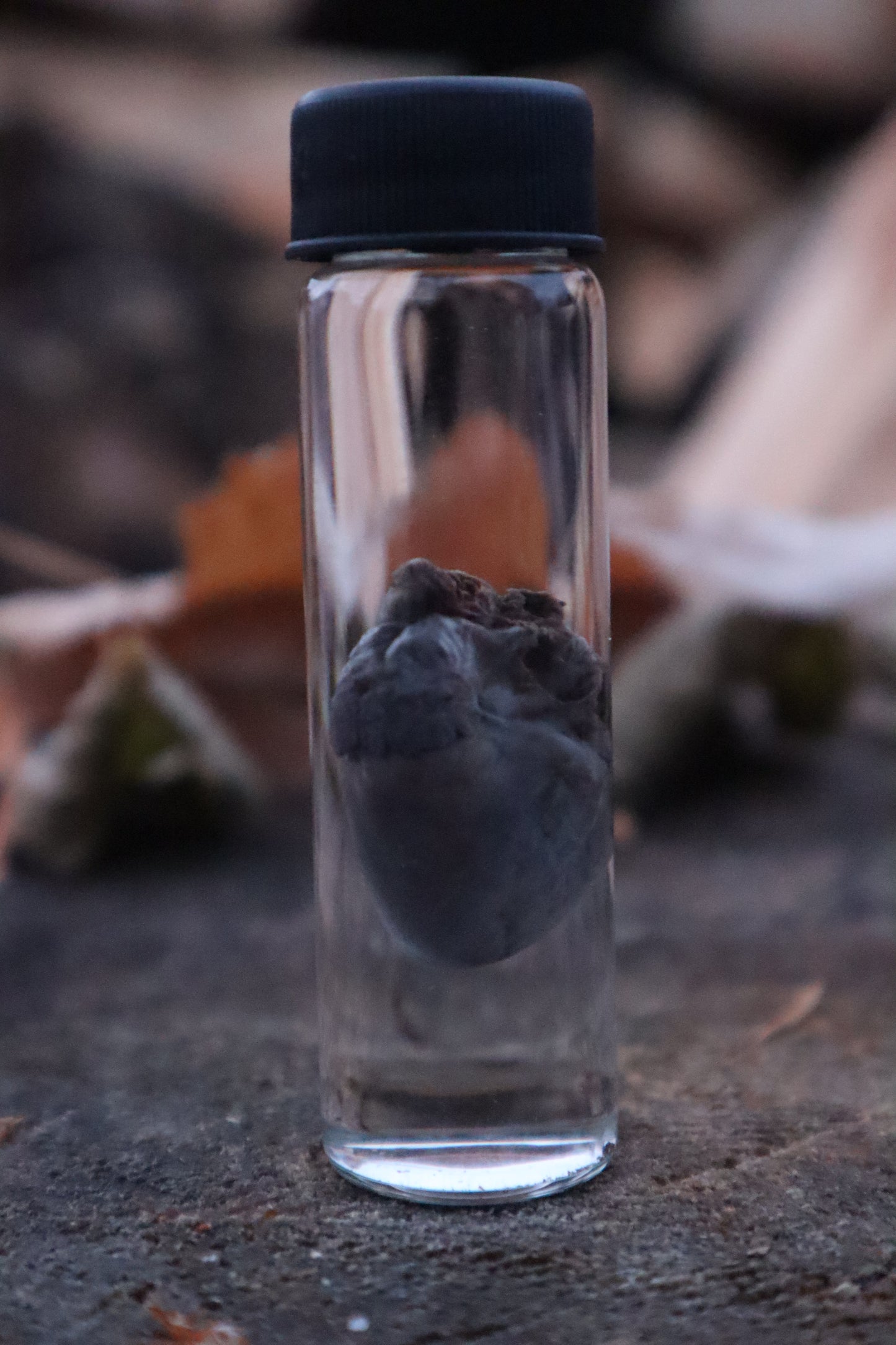 Kitten Heart Wet Specimen